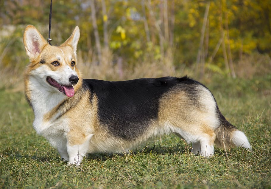 Welsh Corgi Pembroke, Shepherd, Dog, Breed, Pet, One - Pembroke Welsh Corgi - HD Wallpaper 