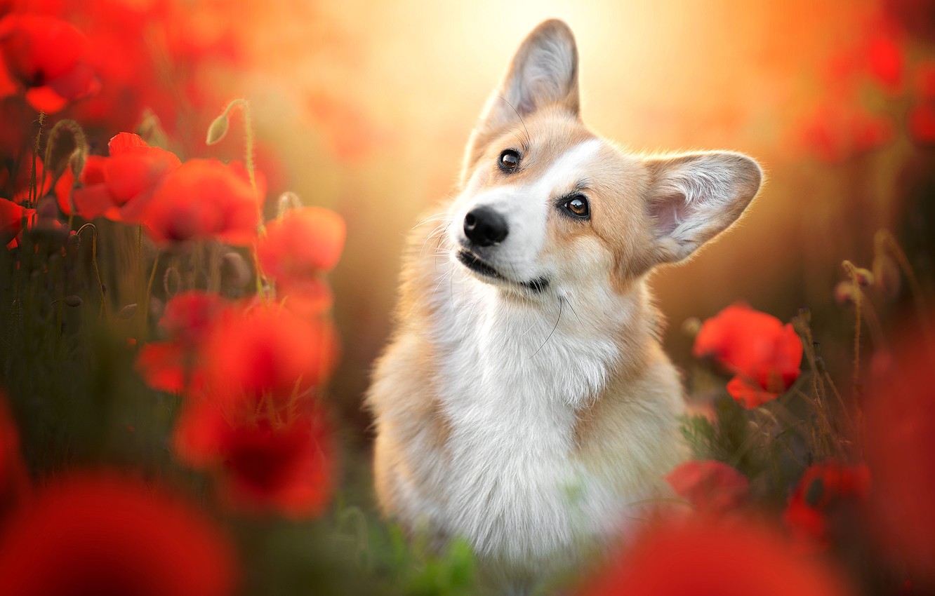 Photo Wallpaper Look, Flowers, Maki, Portrait, Dog, - Welsh Corgi - HD Wallpaper 