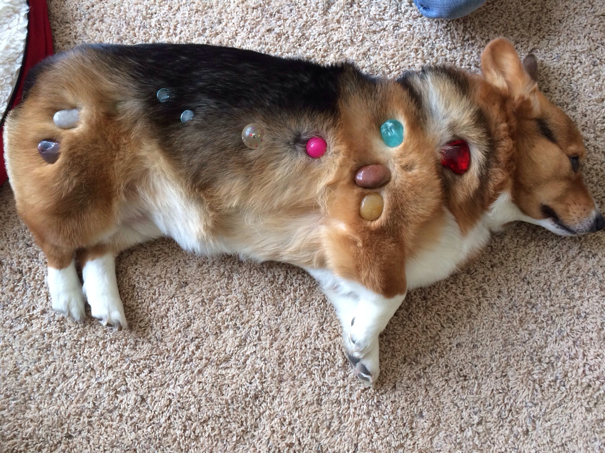 2048x1536, Corgi Stone Spa From Your Friends At Phoenix - Pembroke Welsh Corgi - HD Wallpaper 