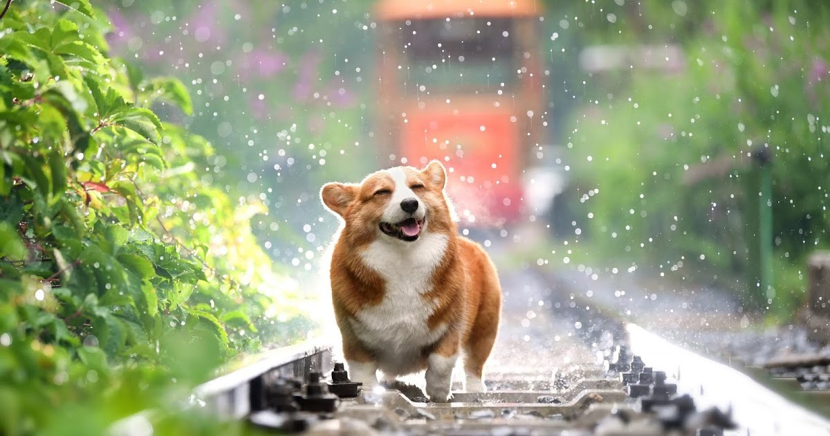 Wallpaper Cute Corgi, Dog, Hd, 4k Images - Does A Dog See - HD Wallpaper 