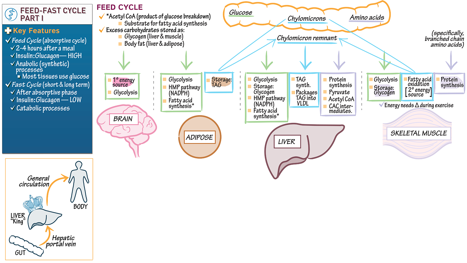 Feed Fast Cycle Biochemistry - HD Wallpaper 