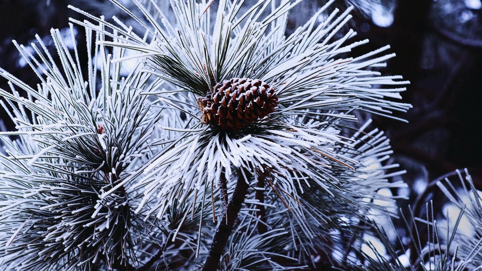 Christmas Snow Background And Pinecones - HD Wallpaper 