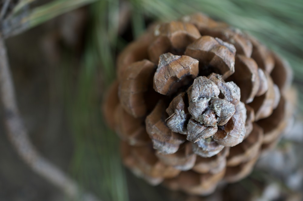 Pine Cone Plant Hd - HD Wallpaper 