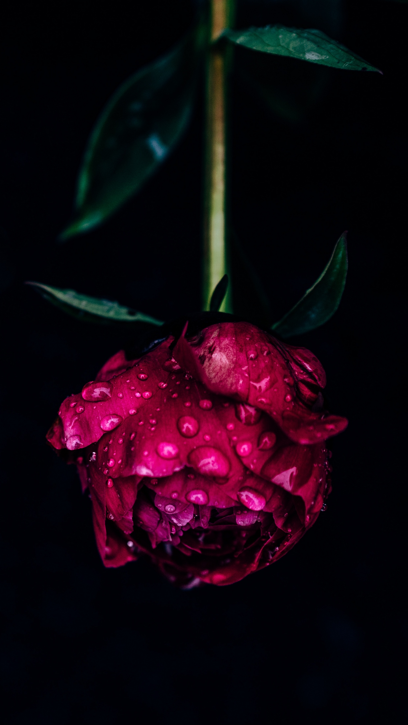 Wallpaper Peony, Flower, Dew, Wet, Drops, Pink, Dark - Samsung Pink Drop Wallpaper Hd - HD Wallpaper 