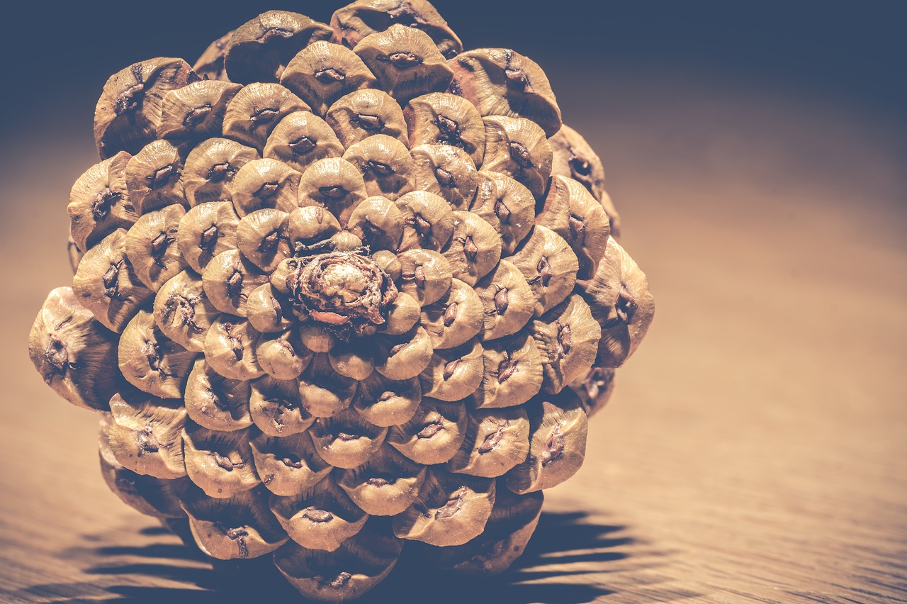 Pinecones,pine Tree,christmas,autumn Decoration,fall - Conifer Cone - HD Wallpaper 