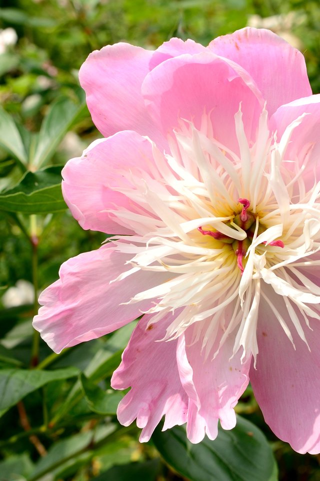 Peony, Flower Garden, Blossom, Bloom, Nature, Garden - Peony - HD Wallpaper 