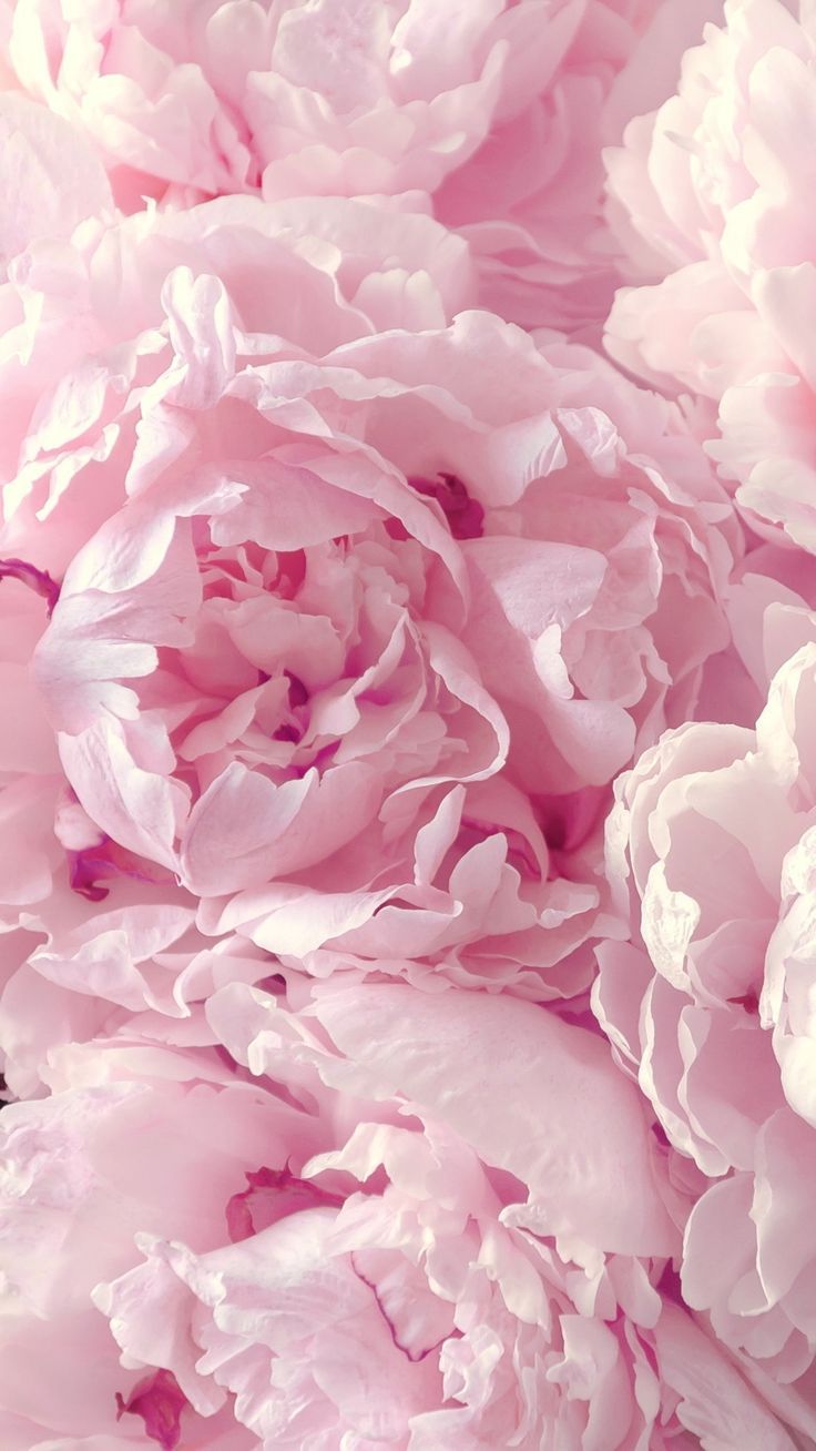 Peonies Wallpaper Hd Iphone - HD Wallpaper 