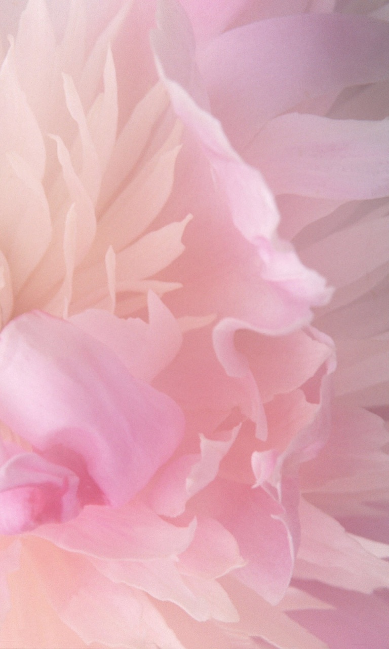 Hd Wallpaper Pink Peony Iphone 768x1280 Wallpaper Teahub Io