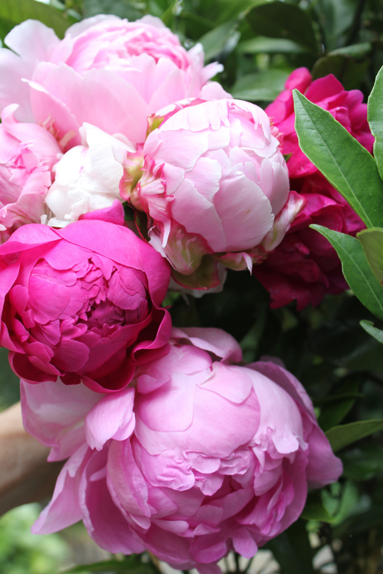Peony Flowers Pink Wallpaper Data Src Peony Wallpaper - Pink Peonies - 1280x1920 Wallpaper Peony Flowers Pink Wallpaper Data Src Peony Wallpaper - Pink Peonies - 1280x1920 Wallpaper