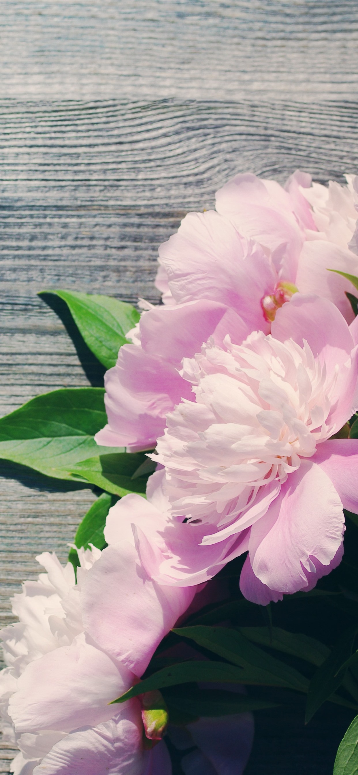 Iphone Wallpaper Pink Peonies, Flowers - Обои На Айфон Пионы - HD Wallpaper 