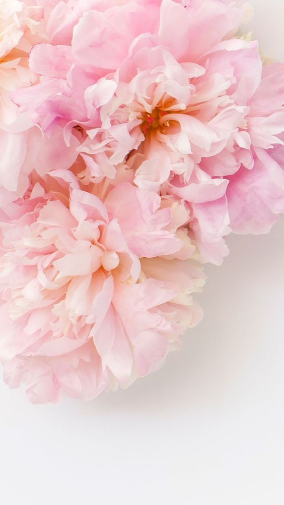 Flower Happy Iphone Background - 564x1001 Wallpaper 