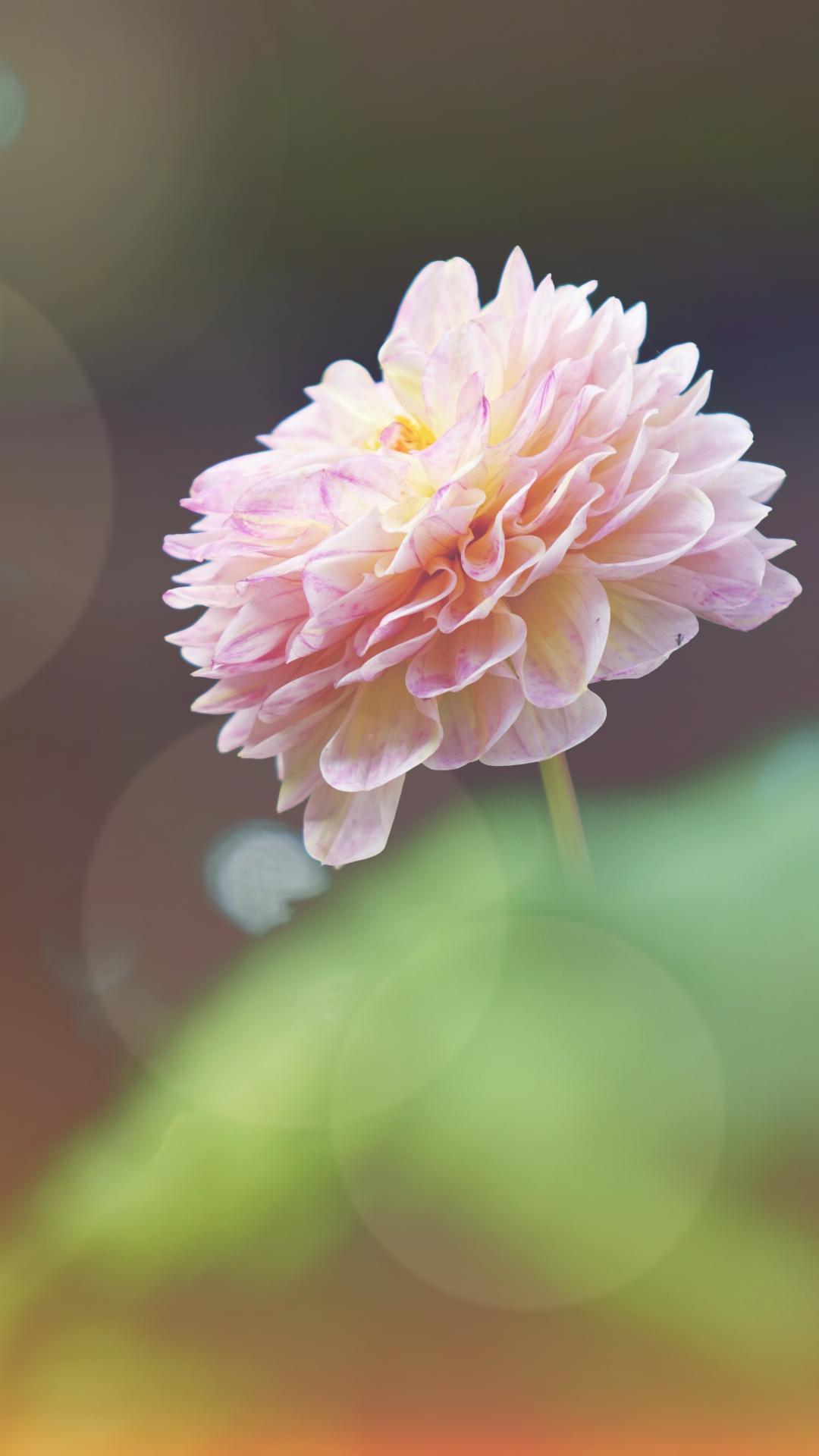 Sunlit Pink Flower Iphone Wallpaper - Good Evening Beautiful Flowers - HD Wallpaper 