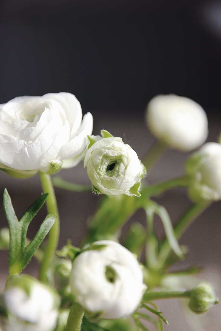White Peonies In Selective Focus Photography, Flower, - Garden Roses - HD Wallpaper 
