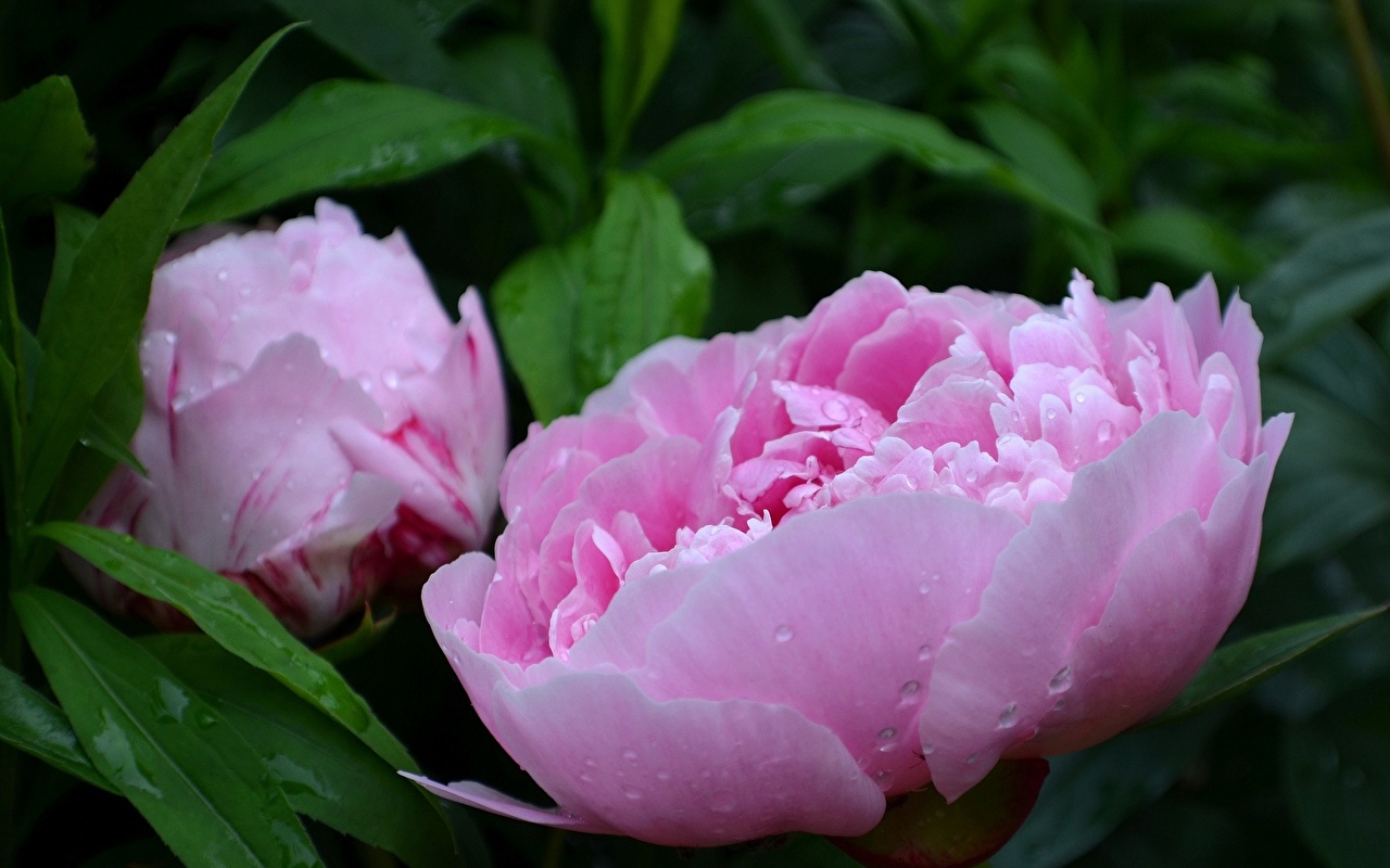 Common Peony - HD Wallpaper 