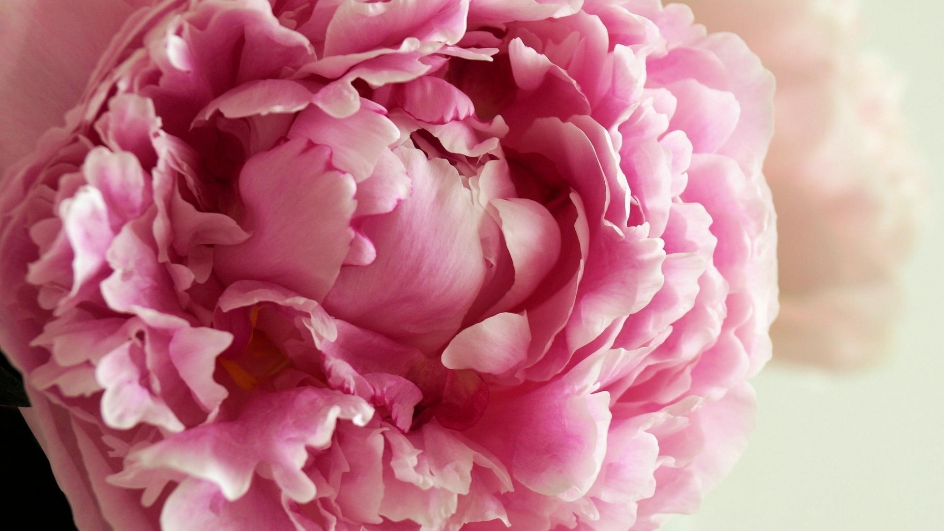 Peony High Resolution - HD Wallpaper 