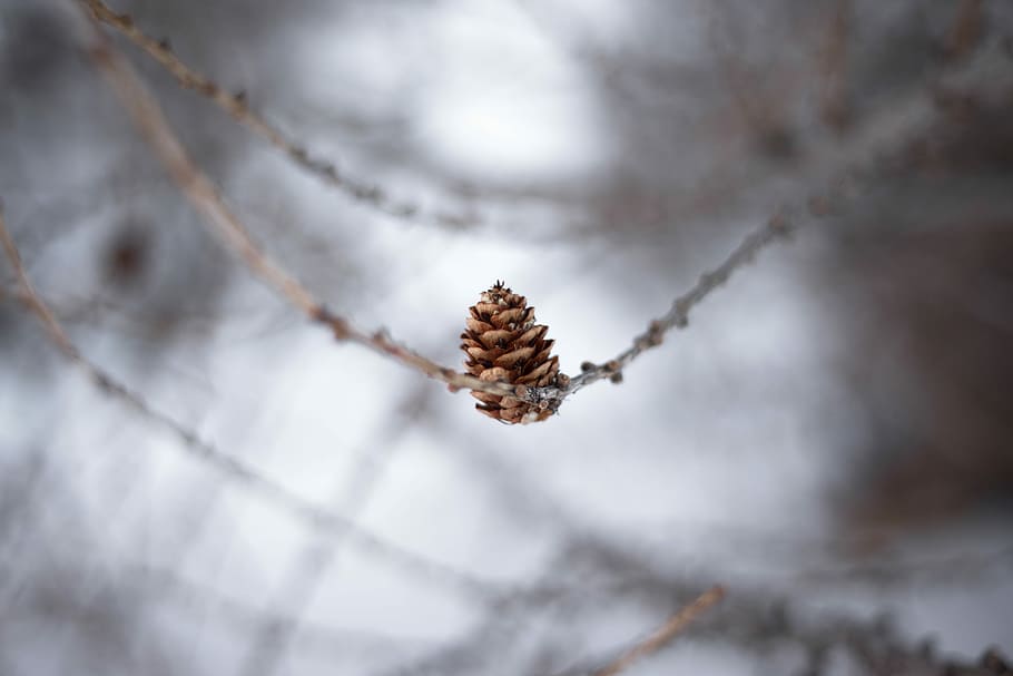 Selective Focus Photography Of Pinecone, Pine Cone - Macro Photography - HD Wallpaper 