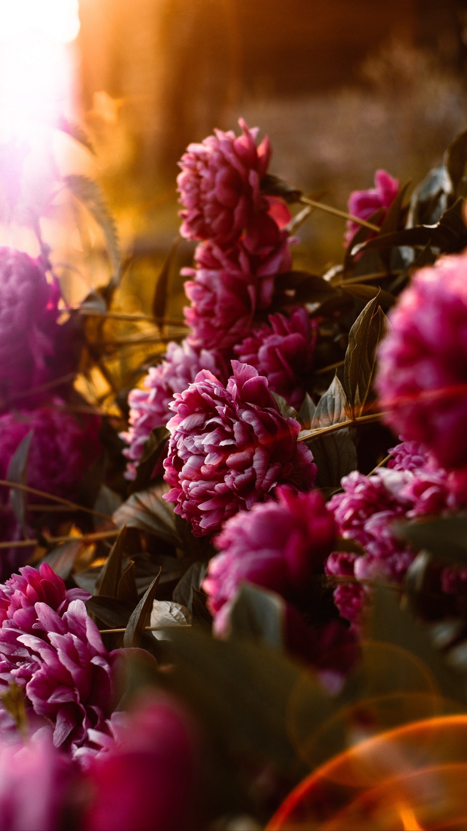 Wallpaper Peonies, Flowers, Pink, Sunlight, Flare, - Dark Colored Iphone Wallpaper Flowers - HD Wallpaper 