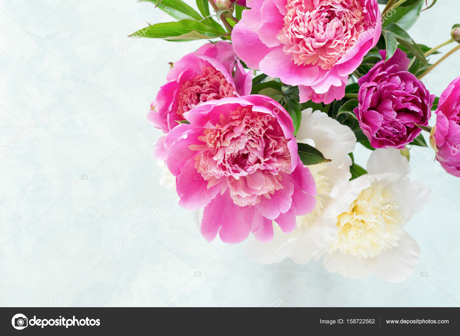 Common Peony - HD Wallpaper 