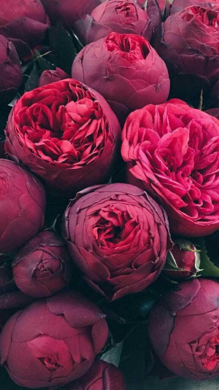 Iphone Peonies - HD Wallpaper 