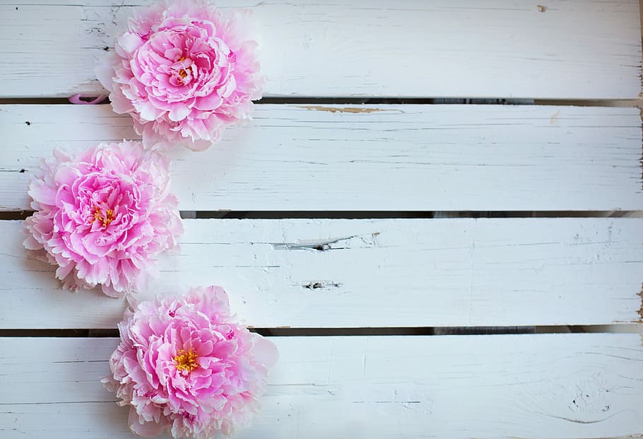 Three Pink Petaled Flowers, Peonies, Background, Backdrop, - Invitation Portrait Envelope Mock Up - HD Wallpaper 
