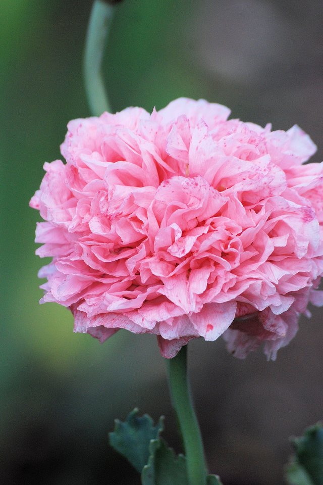 Poppy, Flower, Blooms Cultivated, Plant, Pink - Good Morning Image Flower Pink - HD Wallpaper 