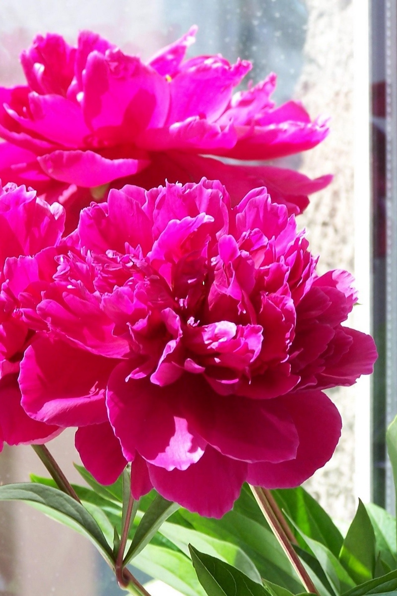 Wallpaper Peonies, Flowers, Bouquet, Box, Spring - State Of Indiana Flower - HD Wallpaper 