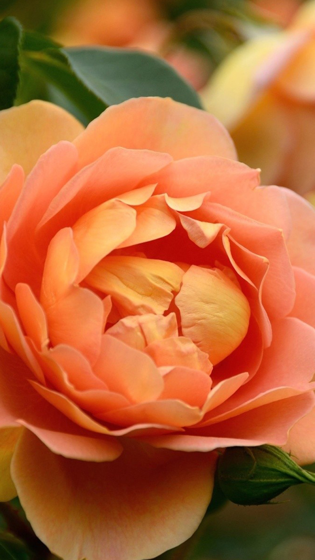 Peony Iphone Wallpaper - Peony - HD Wallpaper 