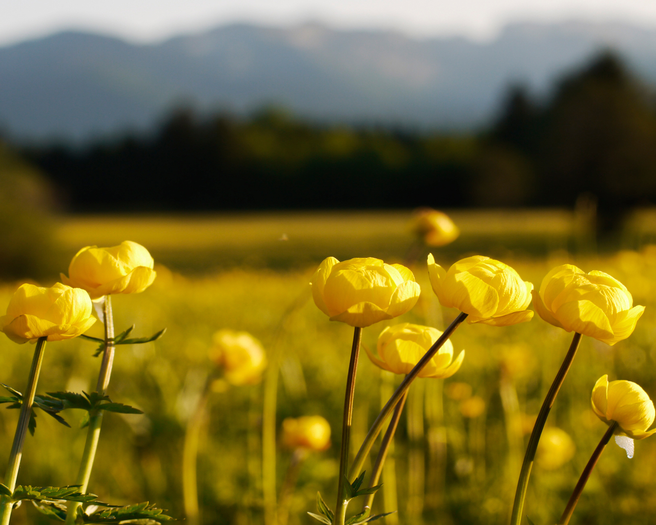 Yellow Peony Flower - Hawwa Name Meaning In Arabic - HD Wallpaper 