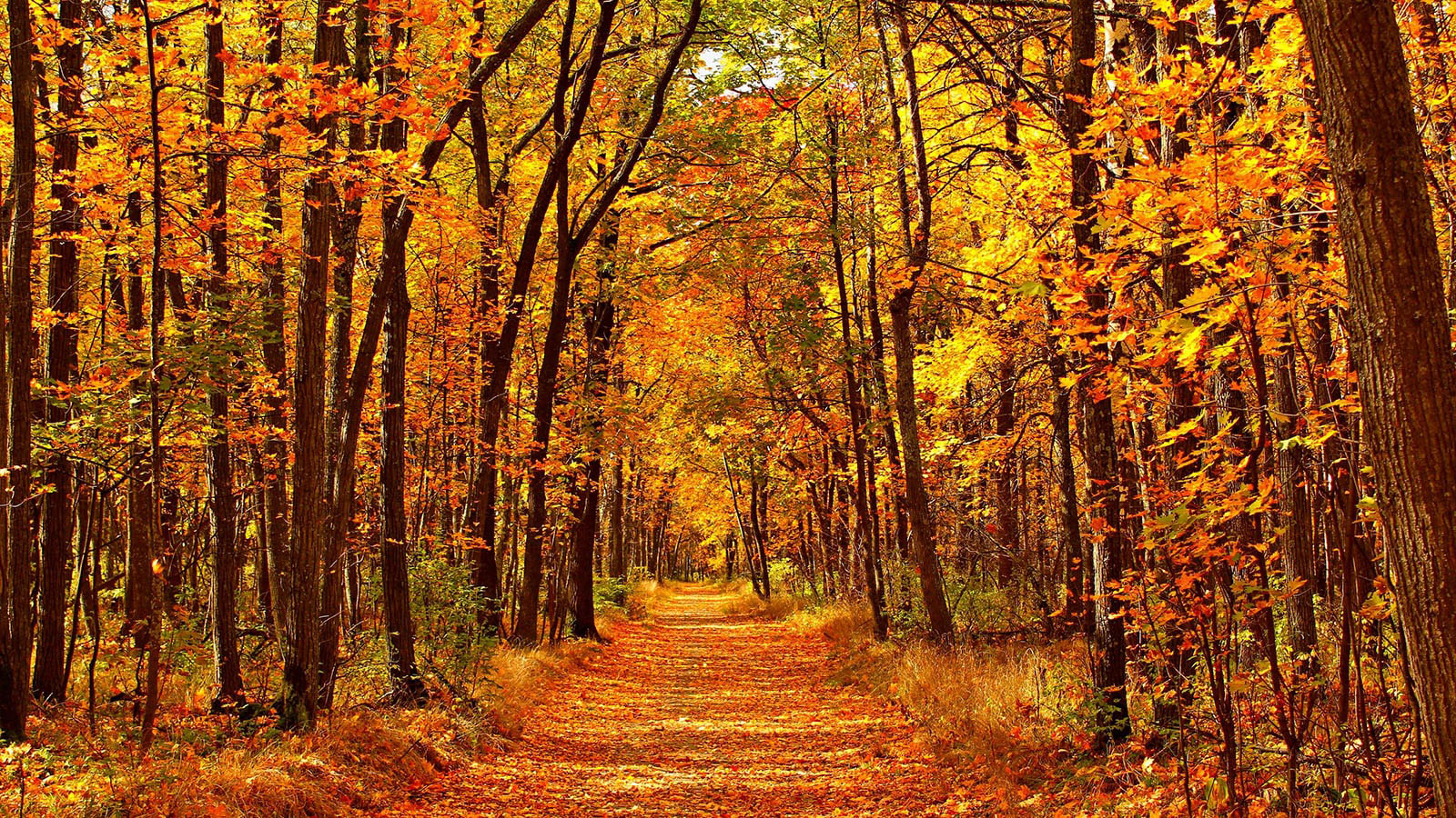 Autumn Forest Background - HD Wallpaper 