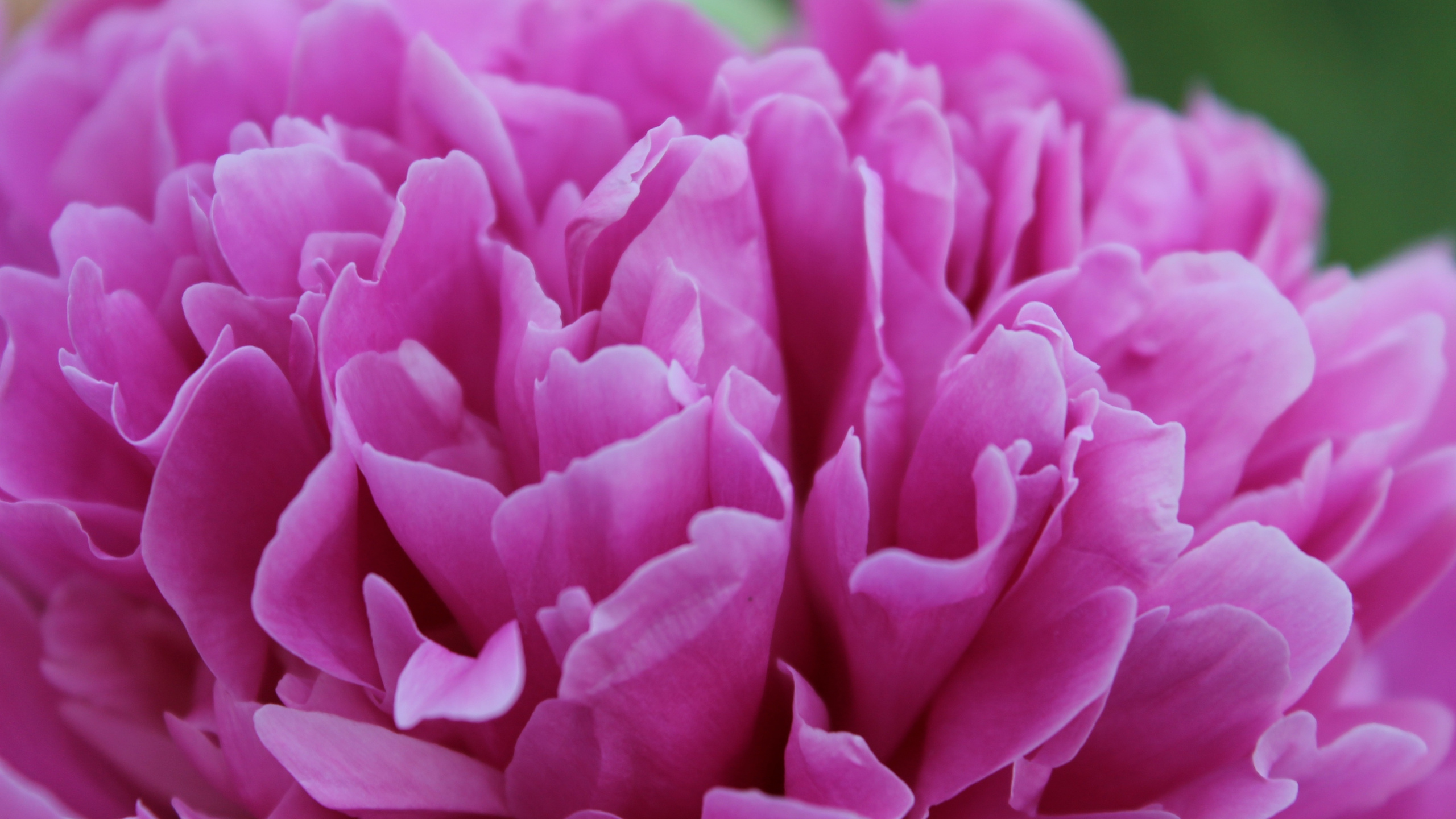 Peony, Flower, Pink, Close Up, Wallpaper - Peony - HD Wallpaper 