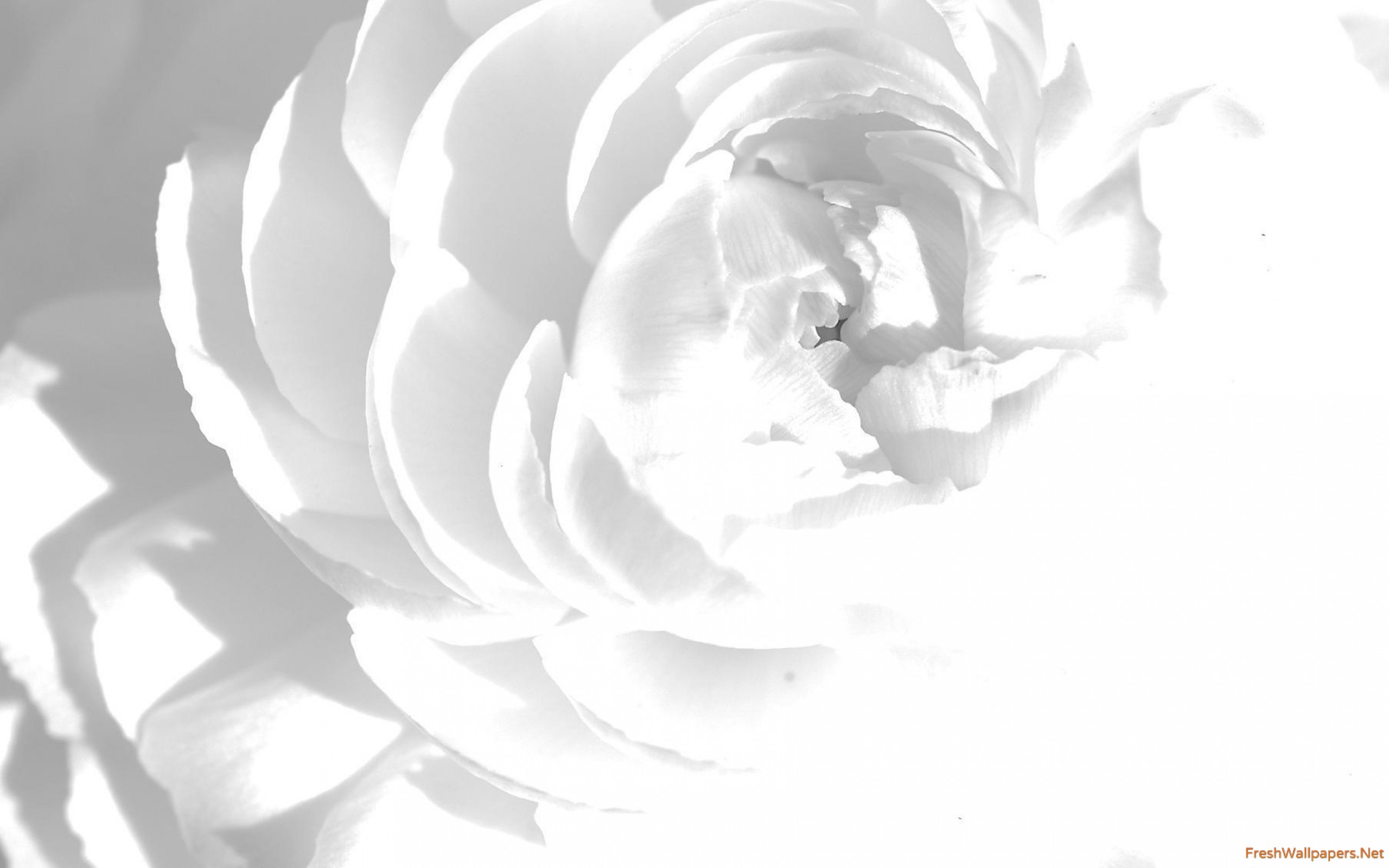 Wallpaper - HD Wallpaper 