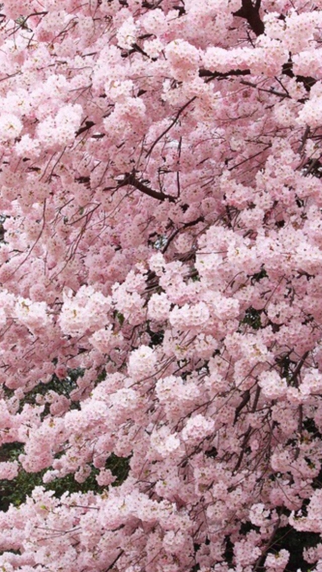 Fondos De Pantalla De Adidas - HD Wallpaper 