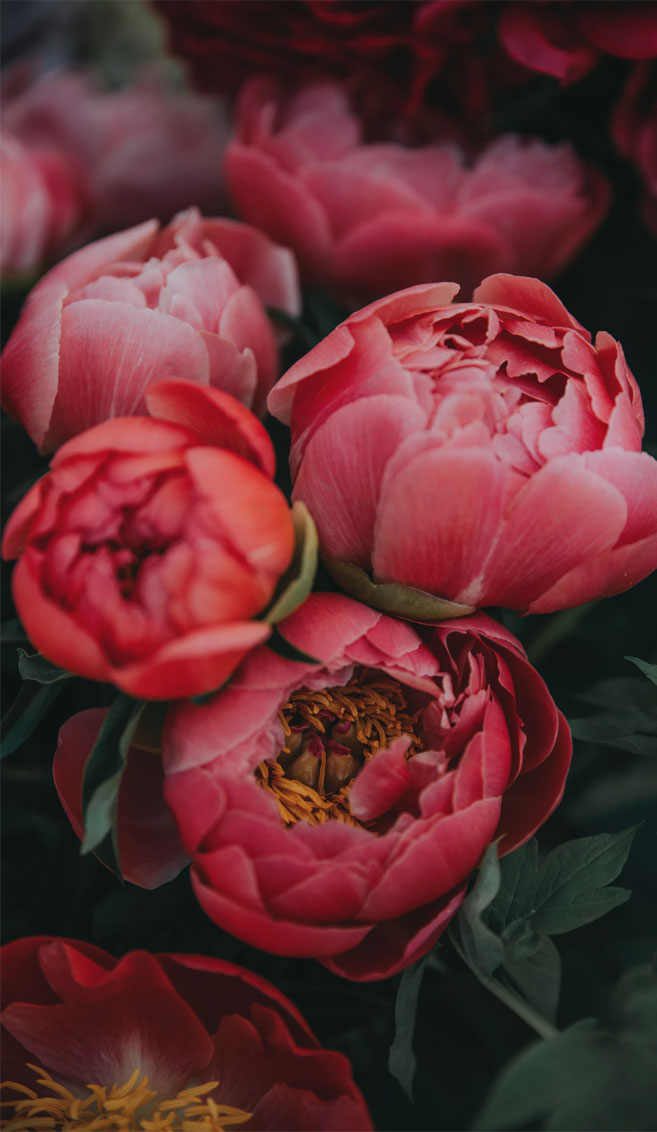 Bright Pink Peonies - Anita Austvika - HD Wallpaper 