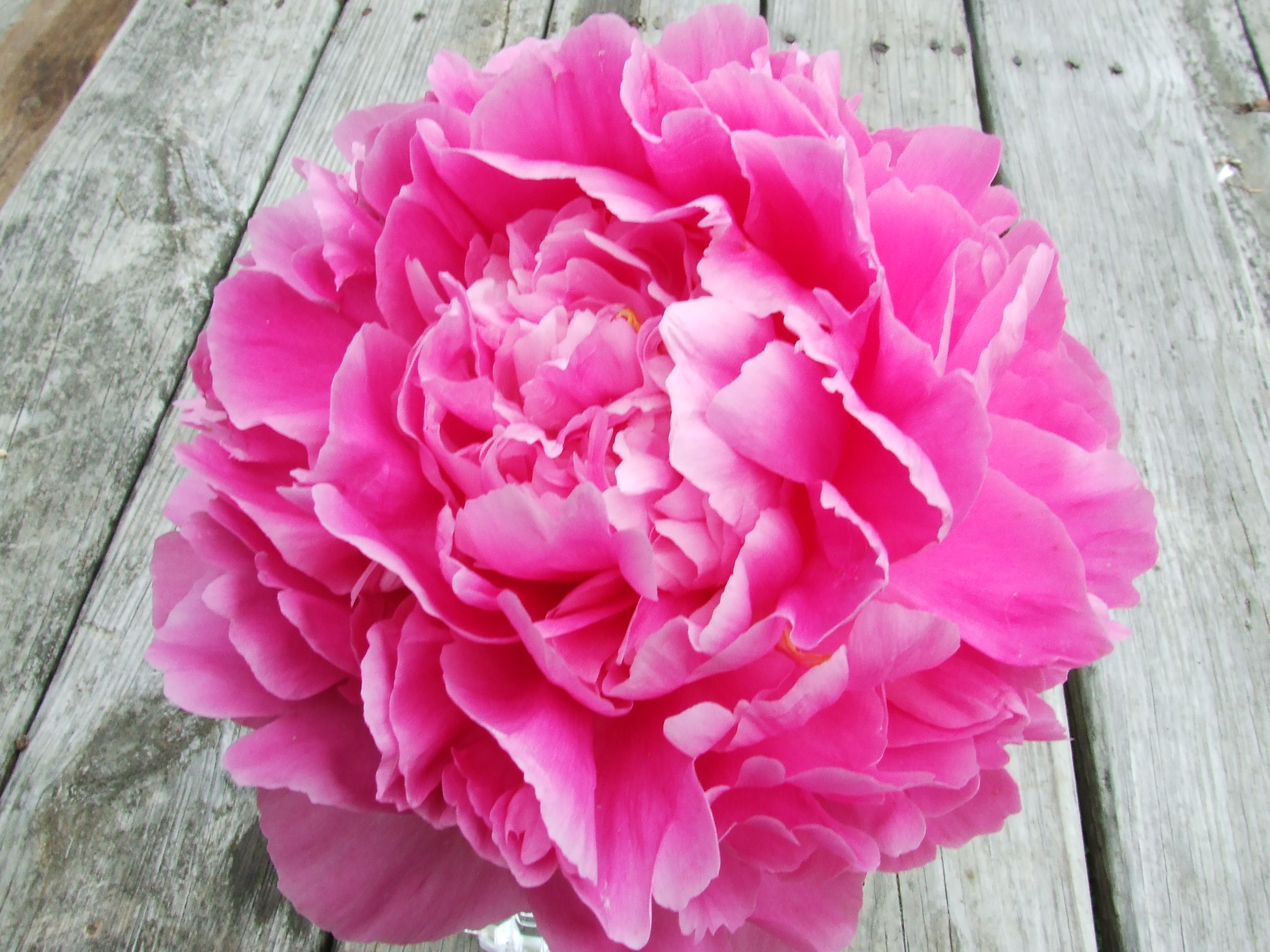 Pink Peony - HD Wallpaper 