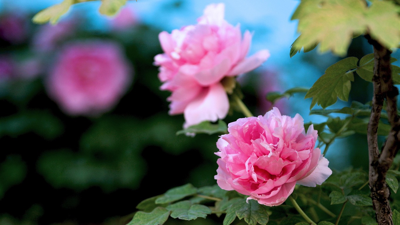 Beautiful Flowers-bright Peony Flower Photography Wallpapers2012 - Fond Écran Fleure Pivoine - HD Wallpaper 