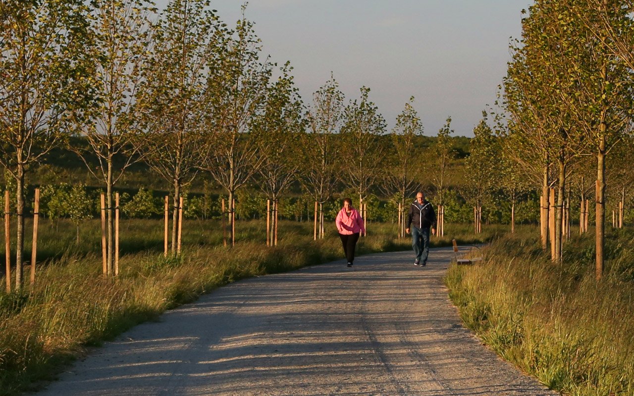 Allee Walkway - Grove - HD Wallpaper 