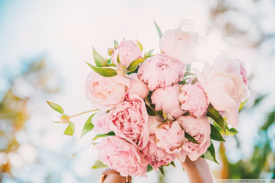 Cute Pics Of Flowers - HD Wallpaper 