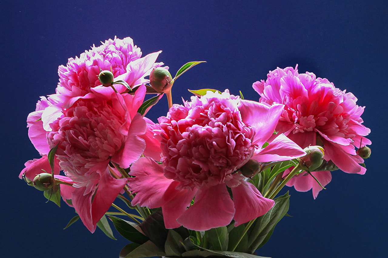 Bouquet - HD Wallpaper 