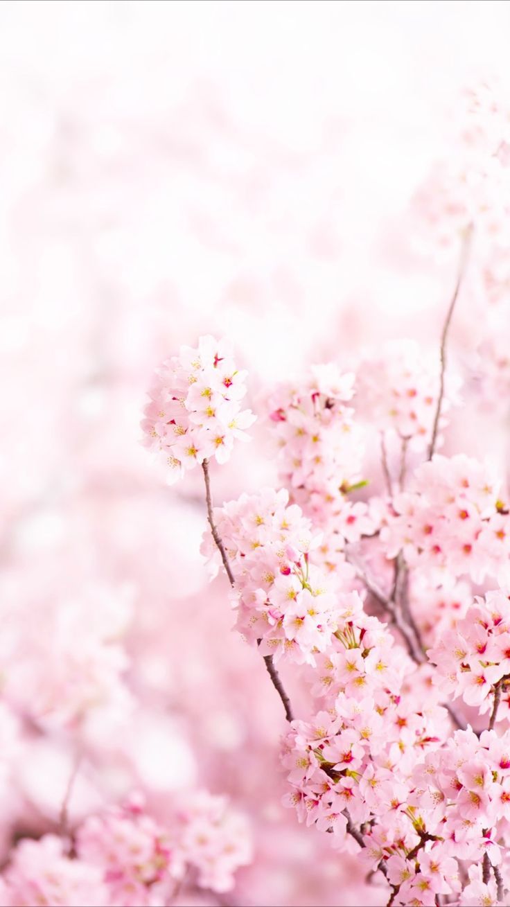 Colocar De Capa Nos Destaques - HD Wallpaper 