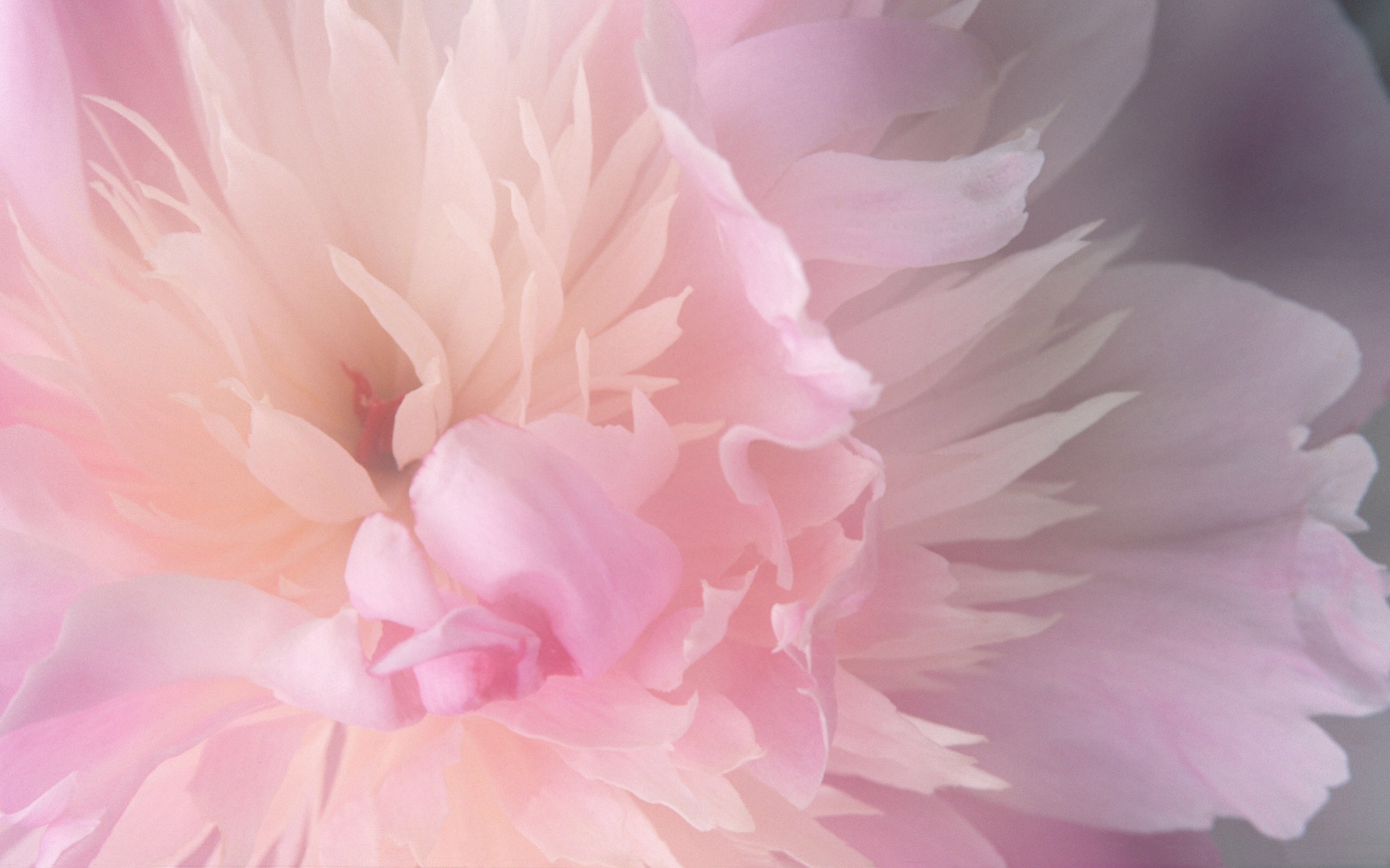 Peony Wallpaper Mac - HD Wallpaper 