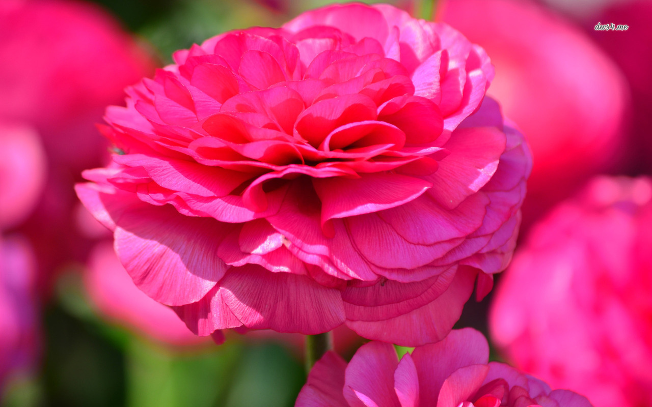 Wallpaper - HD Wallpaper 