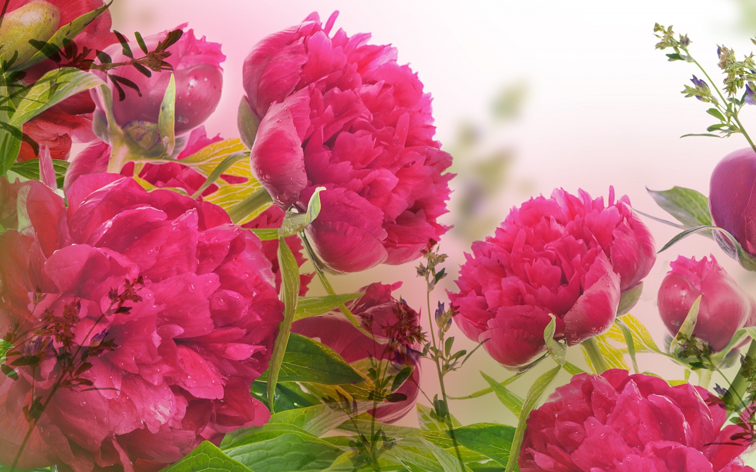 2560x1600, Peony Flower Wallpaper - Peony Flower Wallpaper Hd - 2560x1600 Wallpaper 2560x1600, Peony Flower Wallpaper - Peony Flower Wallpaper Hd - 2560x1600 Wallpaper