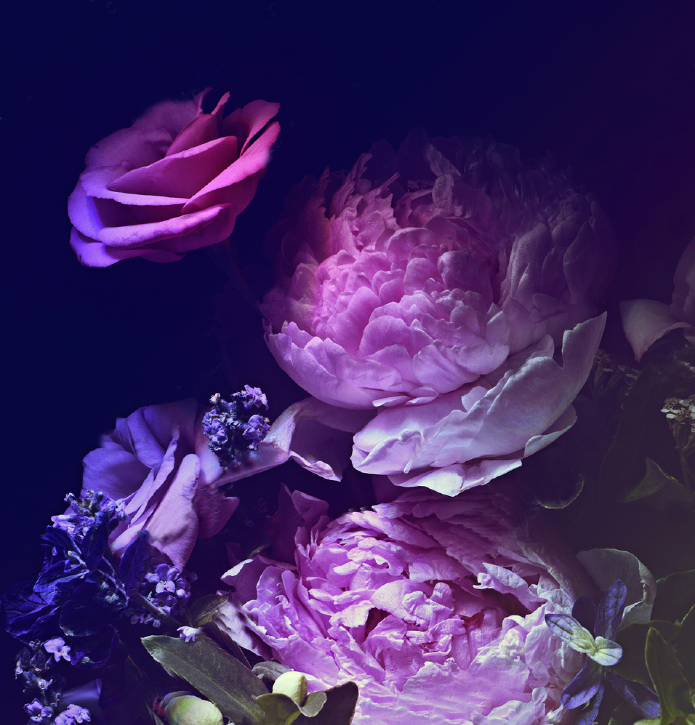 Purple Peony - HD Wallpaper 
