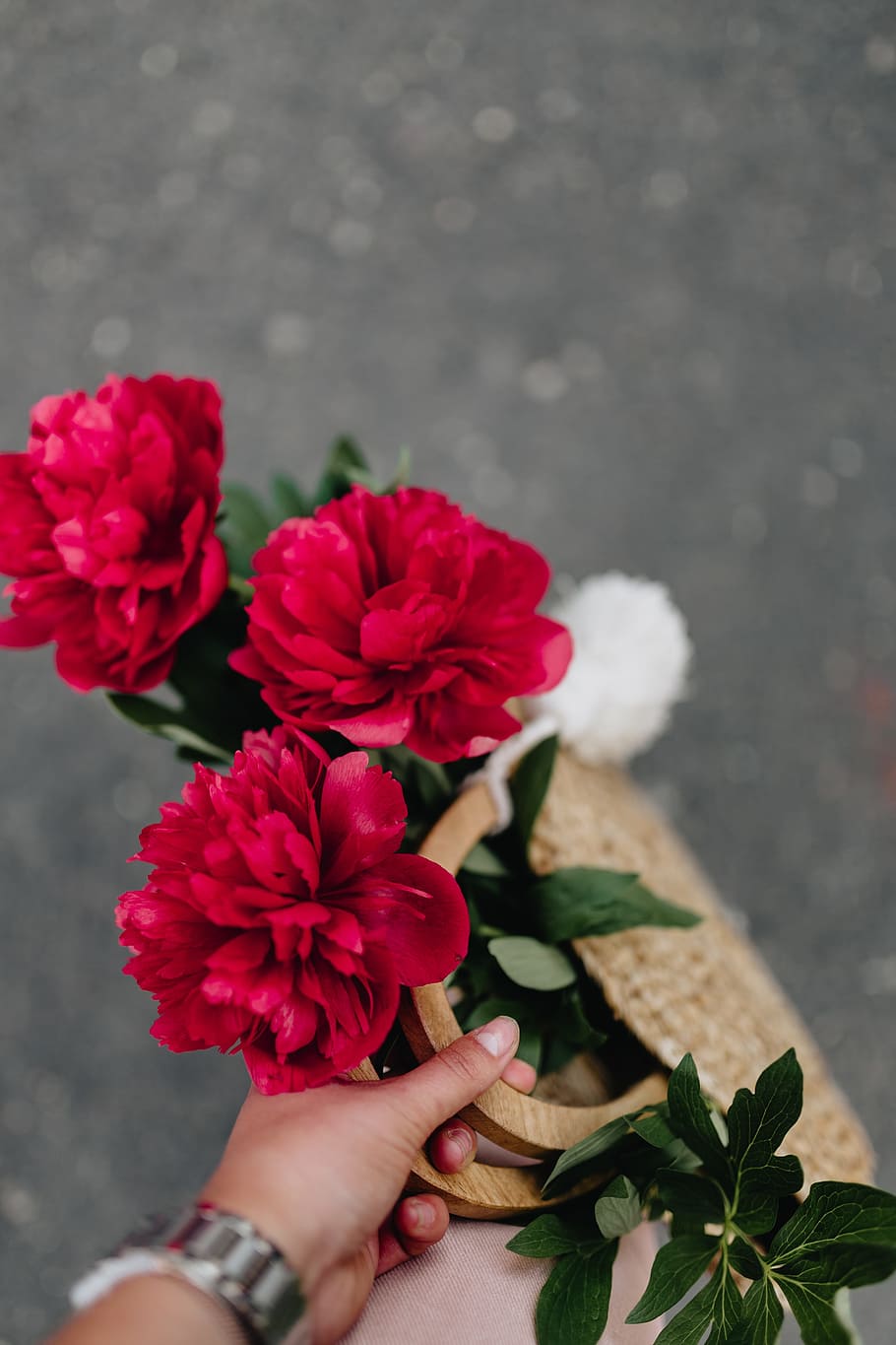 Chinese Peony - HD Wallpaper 