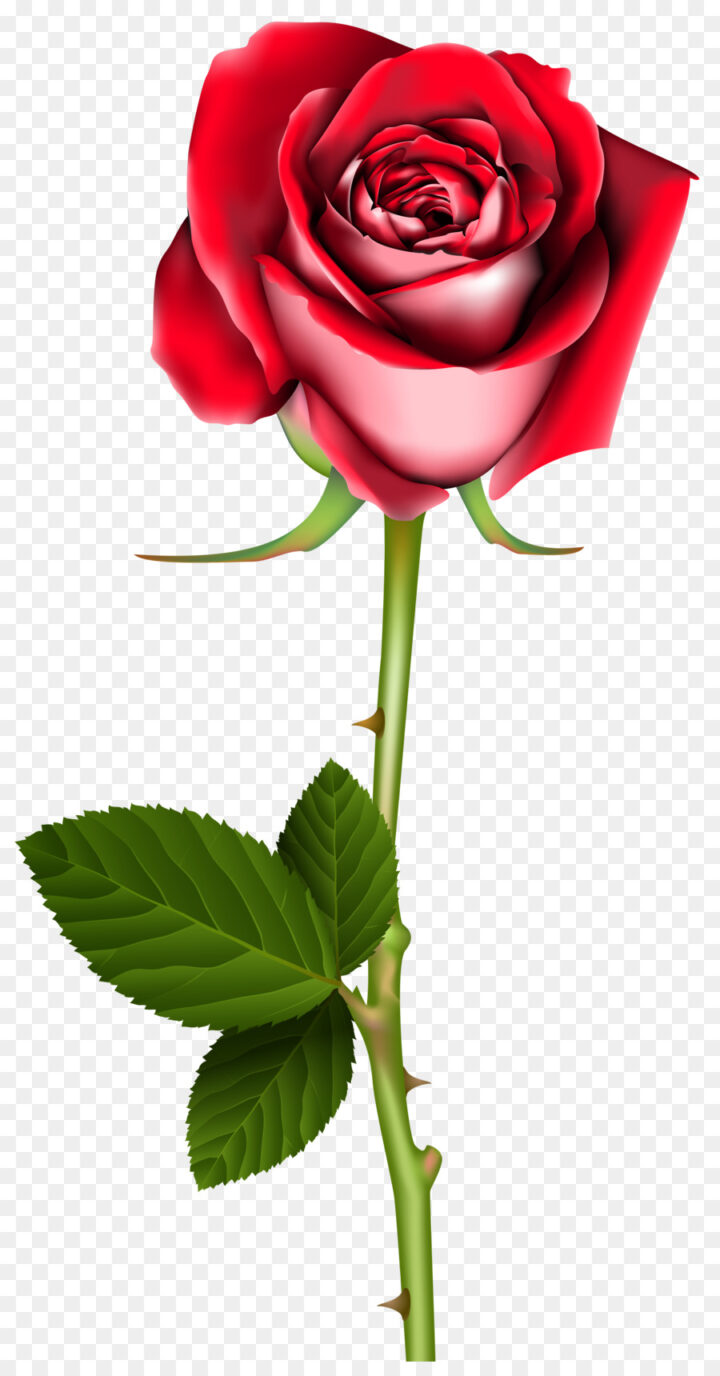 Garden Roses Flower Desktop Wallpaper Clip Art Peony - Clipart Rose Transparent Background - HD Wallpaper 