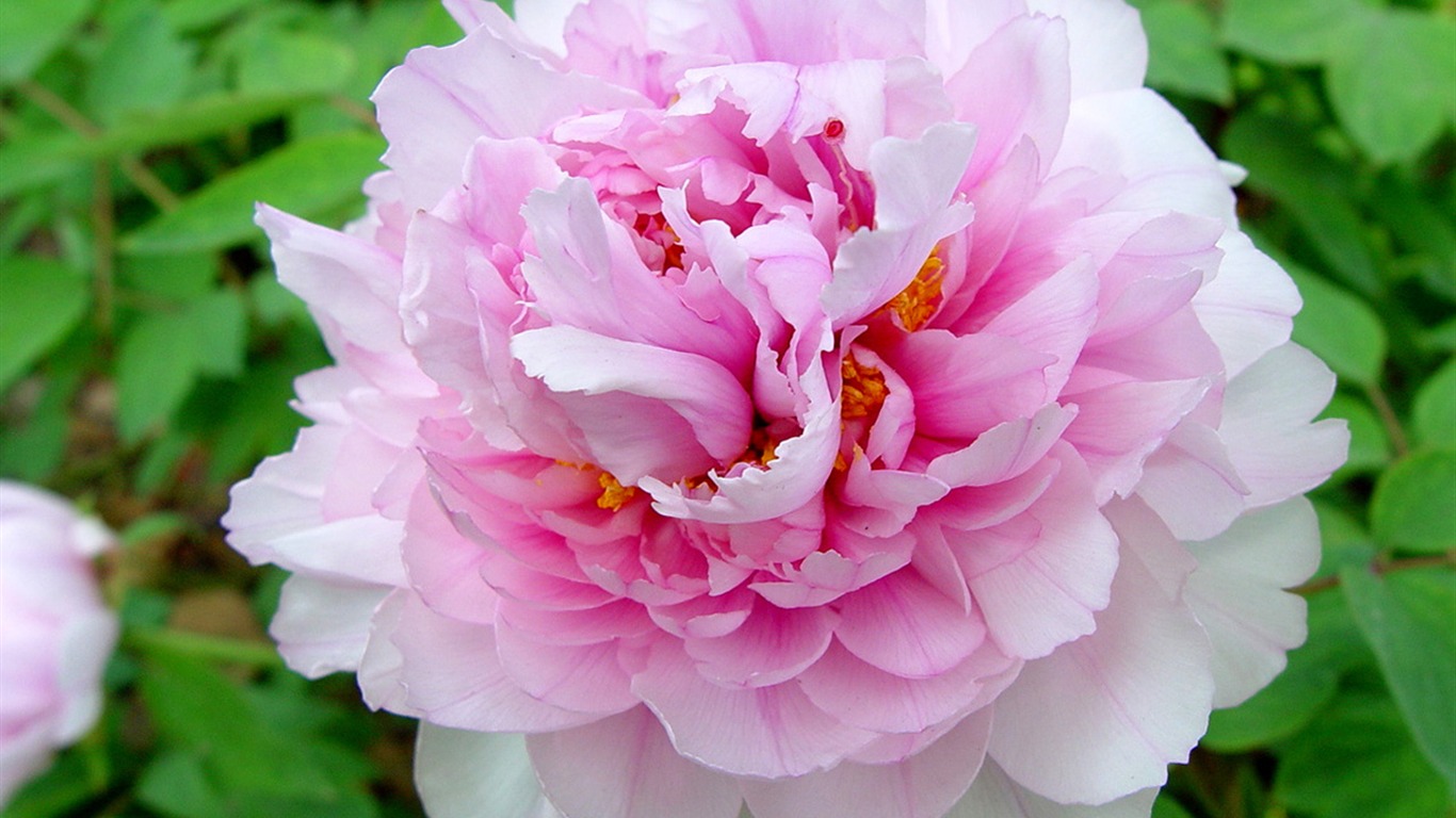 Queen Peony Flower Wallpapers - Moutan Peony - HD Wallpaper 