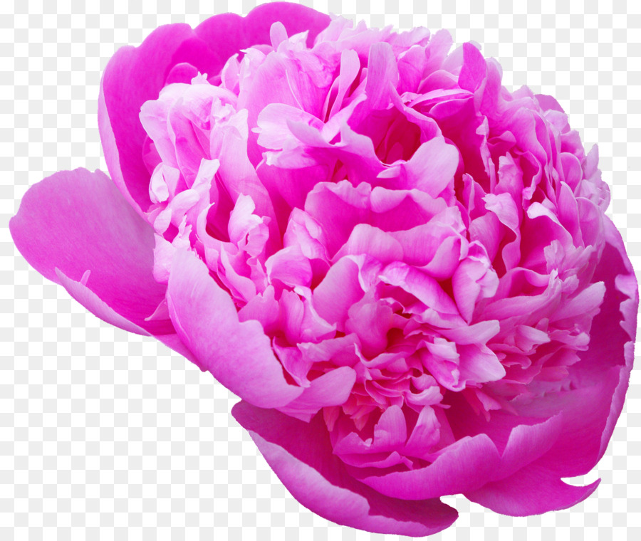 Пион Картинка Пнг - HD Wallpaper 