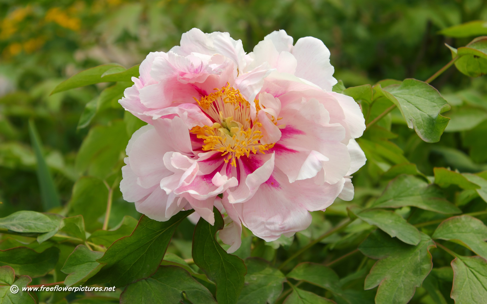 Common Peony - HD Wallpaper 