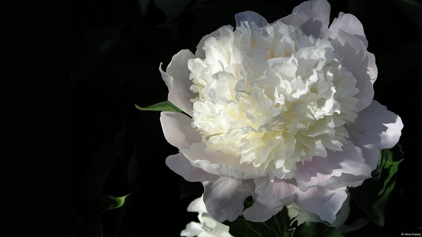 White Peony-microsoft Windows Desktop Wallpaper2013 - Peony - HD Wallpaper 
