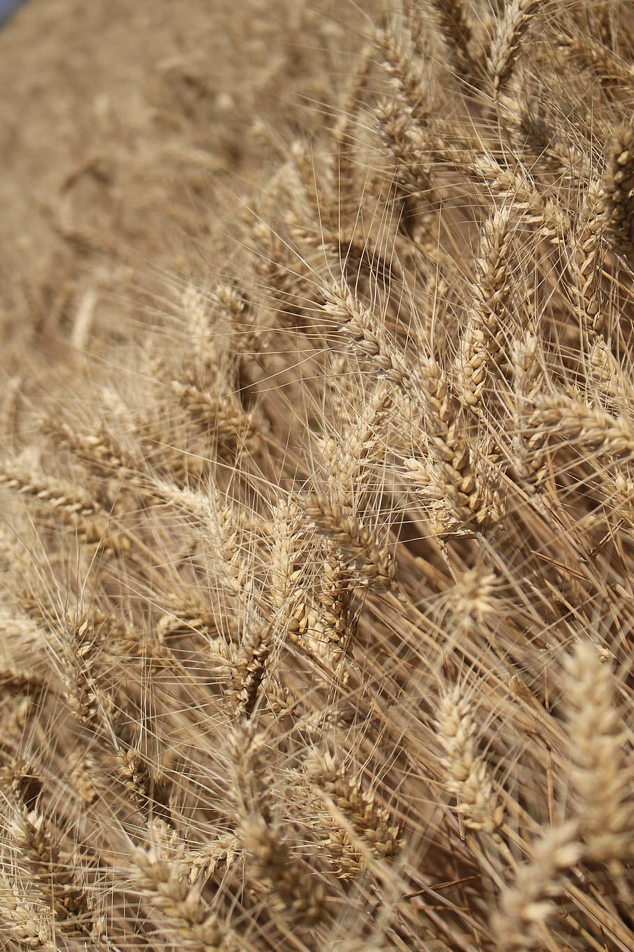 Wheat, Harvest, Day S, Wheatfield, Grain, Sowing, Cornfield, - Ernte In Den Great Plains - HD Wallpaper 
